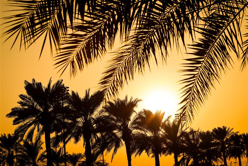 Yellow Arabian sunset and palm trees